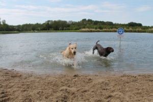 Hondenzwemplek in het Streekbos bij Bovenkarspel